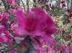 Up-close shot of a large pink azalea bloom amidst a backdrop of a garden in bloom at 4233 Lady Banks Ln, Ravenel, SC 29470