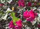 Close-up of vibrant pink azalea blossoms with lush green leaves, adding color and texture at 4233 Lady Banks Ln, Ravenel, SC 29470