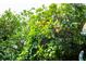 Vibrant fruit tree laden with ripe oranges, adding natural beauty and fresh produce to the landscape at 1158 Shoreside Way, Mount Pleasant, SC 29464