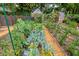 Expansive garden featuring neat rows of vegetable plants and wood chip pathways, a gardener's delight at 1158 Shoreside Way, Mount Pleasant, SC 29464