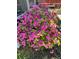 Lush, mature azalea bush in full bloom adding vibrant color to the home's landscaping at 1401 Dabbling Duck Dr, Summerville, SC 29483