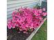 Lush azalea bush and mulch bed, complementing the home's exterior at 1401 Dabbling Duck Dr, Summerville, SC 29483
