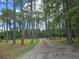 Gravel driveway leads through a serene forest with towering trees and natural beauty at 3113 Edenvale Rd, Johns Island, SC 29455