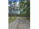 Gravel driveway leads through a serene forest with towering trees and natural beauty at 3113 Edenvale Rd, Johns Island, SC 29455