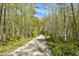 A dirt road surrounded by lush green trees and vegetation at 4855 Retriever Rd, Wadmalaw Island, SC 29487