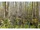 A swamp scene with trees growing out of the water is surrounded by lush greenery at 4855 Retriever Rd, Wadmalaw Island, SC 29487