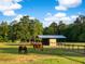 Horses graze peacefully in a well-maintained pasture, where a small shed offers shelter and respite at 5348 Mccullough Dam Rd, Wadmalaw Island, SC 29487