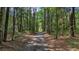 Scenic driveway winds through a lush, green forest, offering a private, tranquil entrance to the property at 32 Middleton Oaks Rd, Charleston, SC 29414
