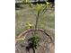 Young landscaped tree surrounded by brick at 454 Pooshee Plantation Way, Bonneau, SC 29431