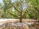 Vacant property with mature trees surrounding the boundary at 952 Mccants Dr, Mount Pleasant, SC 29464