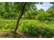 Overgrown wooded yard, presenting a natural landscape with native plants and dense tree coverage at 1655 Pinckney Park Dr, Charleston, SC 29407