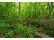 Picturesque backyard with lush greenery, mature trees, and a creek, offering a tranquil nature setting at 3031 Ellington Dr, Summerville, SC 29485
