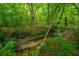 A serene backyard creek is lined with lush greenery and trees, creating a private natural oasis at 3031 Ellington Dr, Summerville, SC 29485