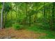 Picturesque backyard with lush greenery, mature trees, and natural foliage, offering a tranquil setting at 3031 Ellington Dr, Summerville, SC 29485
