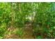 Heavily wooded private homesite lot with thick forest of beautiful natural growth at 1918 Piper Dr, Charleston, SC 29407