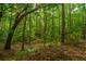 Tranquil wooded area with abundant trees at 3711 Tip Ln, Mount Pleasant, SC 29466