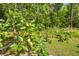 Close up on a tree with ripe fruit in a lush backyard at 617 Willdrew Ln, Moncks Corner, SC 29461