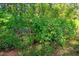 Lush foliage creates a private, green space, enhancing the natural beauty of the property at 5519 Jefferies Hwy, Walterboro, SC 29488