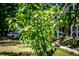 A close-up of a tree in the yard with fruit growing on the branches at 123 Azalea Dr, Summerville, SC 29485