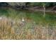 Waterway scene of Great Egret surrounded by marsh plants and grass at 231 Bayview Dr, Mount Pleasant, SC 29464