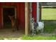 Charming goats in a red barn providing a glimpse into country living and farm animal care at 2470 Breakaway Trl, Johns Island, SC 29455