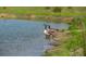 Geese stand on the bank of the pond adding to the serene and natural charm of the property at 2470 Breakaway Trl, Johns Island, SC 29455