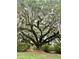 An expansive, mature tree with lush foliage and Spanish moss offers beauty and natural shade at 1093 Ave Of Oaks, Charleston, SC 29407