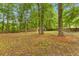 Spacious backyard with mature trees, foliage, and a leaf-covered ground at 201 Frank St, Summerville, SC 29483