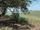 Scenic marsh view with lush greenery and distant water, shaded by a large tree at 2041 Covey Ln, Charleston, SC 29412