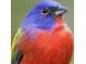 A Painted Bunting displaying its bright colors at 31 Lyttleton St, Charleston, SC 29407