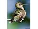 A Hummingbird perches on a branch at 31 Lyttleton St, Charleston, SC 29407
