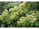 Green foliage of a tree at 1077 Farmington Rd, Charleston, SC 29412