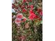 Close-up of vibrant red and pink camellia blossoms with lush green foliage, showcasing garden beauty at 2340 Ashley River Rd, Charleston, SC 29414
