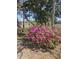 View of blooming purple azalea bushes at 2340 Ashley River Rd, Charleston, SC 29414