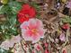 View of a pink and white camellia with green leaves at 2340 Ashley River Rd, Charleston, SC 29414