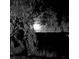Beautiful dark landscape under a moonlit sky with tree branches at 2340 Ashley River Rd, Charleston, SC 29414