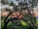 Gorgeous sunset with colorful sky through the tree branches with Spanish moss at 2340 Ashley River Rd, Charleston, SC 29414