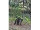 Picturesque woodland scene featuring a raccoon amidst lush greenery and Spanish moss at 2340 Ashley River Rd, Charleston, SC 29414