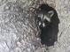 A raccoon peering out from a tree hollow at 2340 Ashley River Rd, Charleston, SC 29414