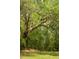 Backyard filled with trees and lush greenery creating a private oasis at 3627 Holmes Dr, Johns Island, SC 29455