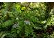 Lush greenery and berries in the yard at 3627 Holmes Dr, Johns Island, SC 29455
