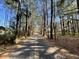 Scenic road cutting through the property with sunlight filtering through the trees overhead at 137 Droze Rd, Summerville, SC 29483