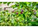 A close-up featuring ripening blueberries on the bush with other greenery visible at 1868 Palmetto Isle Dr, Mount Pleasant, SC 29466