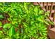 Close-up of lush green leaves and young citrus fruit growing on an outdoor tree next to a wood fence at 1868 Palmetto Isle Dr, Mount Pleasant, SC 29466