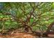 Majestic ancient live oak tree with sprawling branches and lush green foliage creating a serene landscape at 2845 August Rd, Johns Island, SC 29455