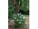 Bush of delicate purple hydrangeas in a beautifully landscaped garden at 4150 Nature View Cir, Johns Island, SC 29455