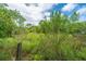 Lush vegetation in a verdant landscape under a bright sky, offering a natural setting at 5847 Back Bay Dr, Isle of Palms, SC 29451