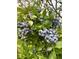 Close-up of fresh blueberries on the bush, highlighting the property's potential for homegrown produce at 806 Appii Rd, Moncks Corner, SC 29461
