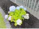 Hydrangeas bloom near a screened porch, adding color and charm to the backyard at 683 Yellow Leaf Ln, Summerville, SC 29486