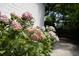 A close-up shows a lush hydrangea bush with pink flowers lining the white-painted brick wall of this home at 708 Pitt St, Mount Pleasant, SC 29464
